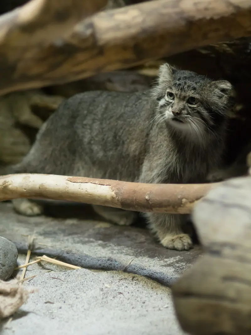 A photograph of Klyon in Ueno Zoological Gardens