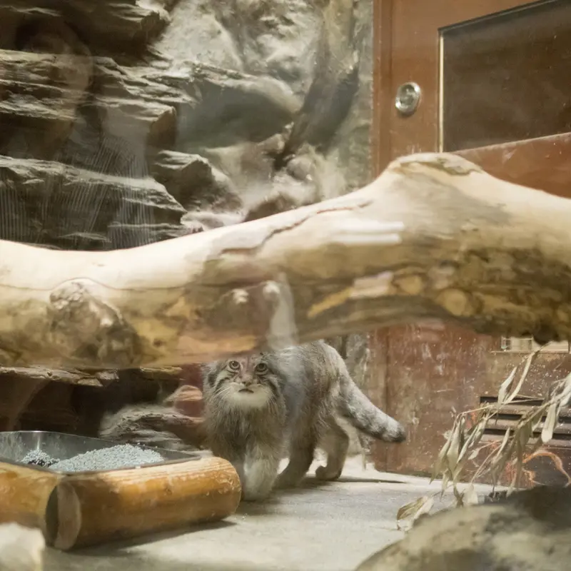A photograph of Klyon in Ueno Zoological Gardens