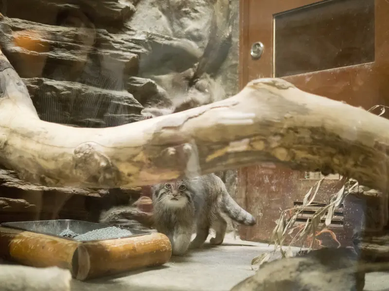 A photograph of Klyon in Ueno Zoological Gardens