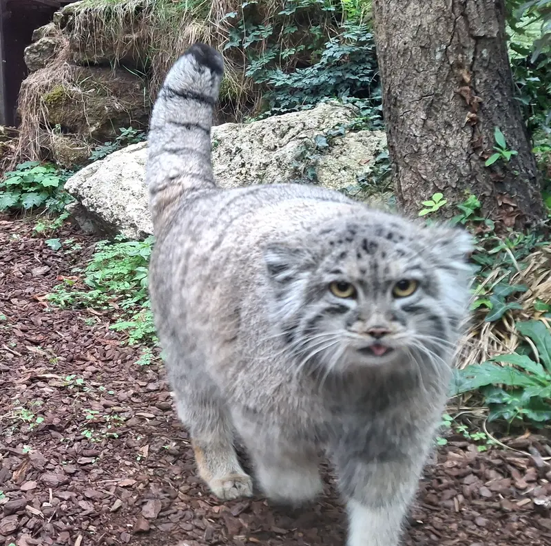 A photograph of Qolli-Olli in Ménagerie du Jardin des plantes