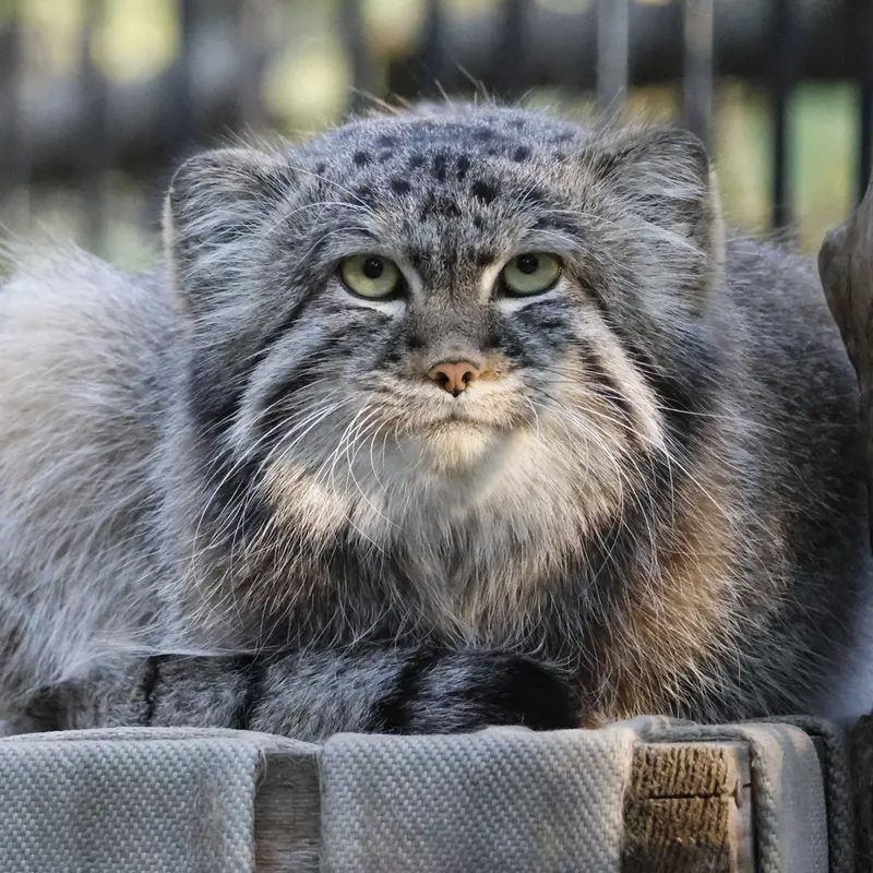 A photograph of Sylvester in Novosibirsk Zoo