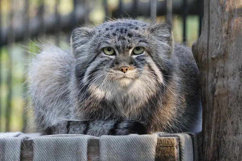 A photograph of Sylvester in Novosibirsk Zoo