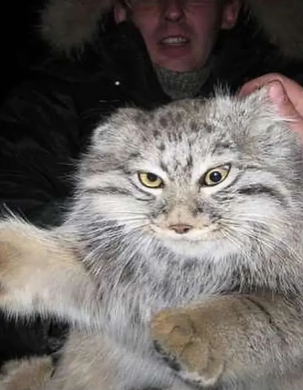 A photograph of a Pallas's cat