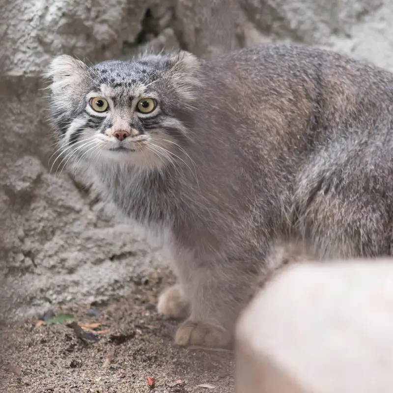 A photograph of Figa in Nogeyama Zoo