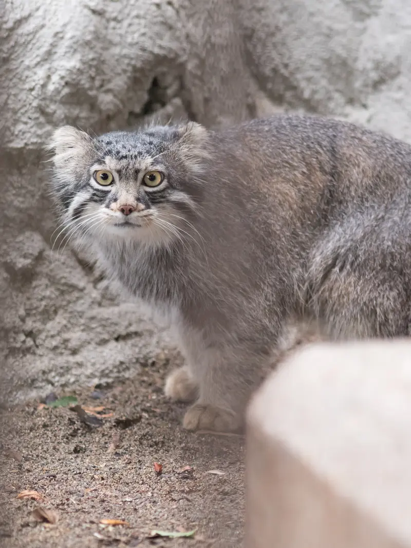A photograph of Figa in Nogeyama Zoo