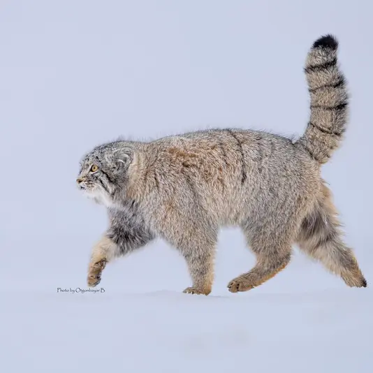 A photograph of a Pallas's cat