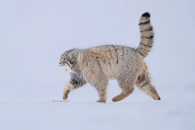A photograph of a Pallas's cat