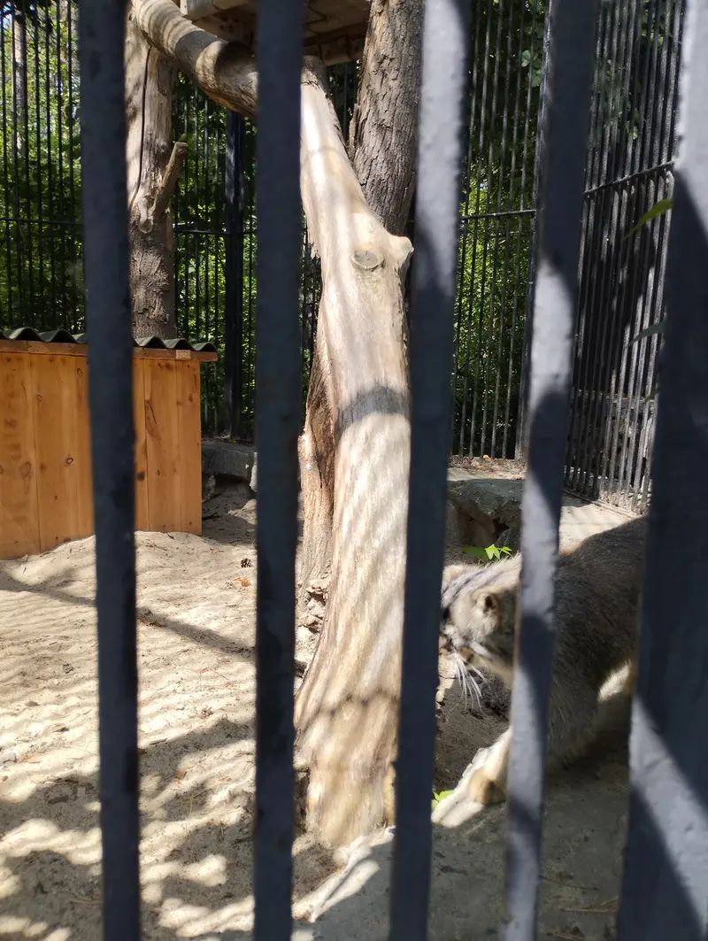 A photograph of a Pallas's cat in Novosibirsk Zoo