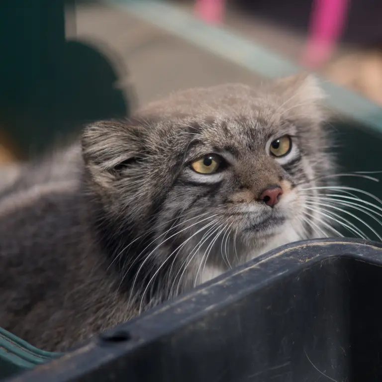 A photograph of Oto in Saitama Children's Zoo