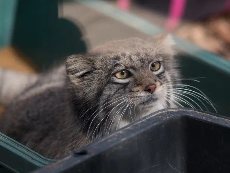 A photograph of Oto in Saitama Children's Zoo