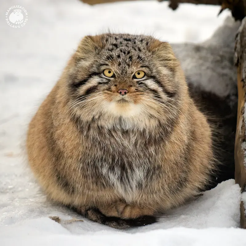 A photograph of Akkem in Novosibirsk Zoo