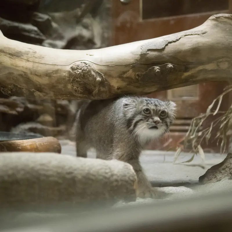 A photograph of Klyon in Ueno Zoological Gardens
