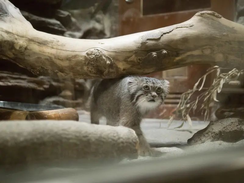 A photograph of Klyon in Ueno Zoological Gardens