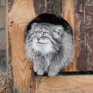 A photograph of Pallu in Opole Zoo