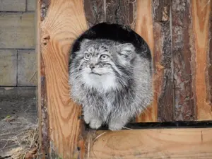 A photograph of Pallu in Opole Zoo