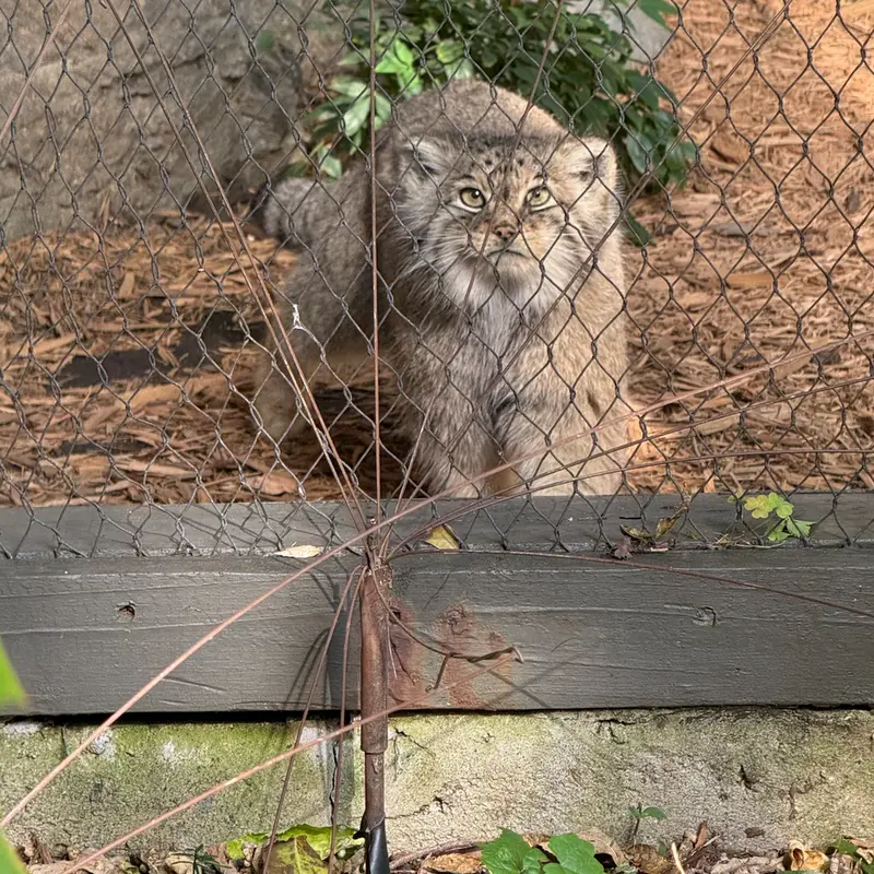 A photograph of Sarnai in Prospect Park Zoo
