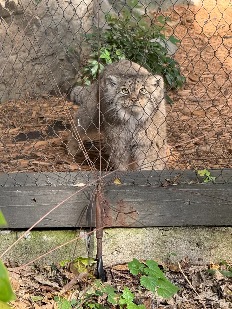 A photograph of Sarnai in Prospect Park Zoo