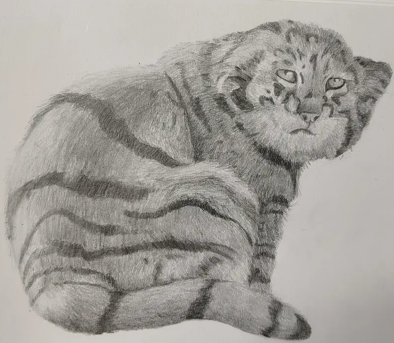 Drawing of Saimi