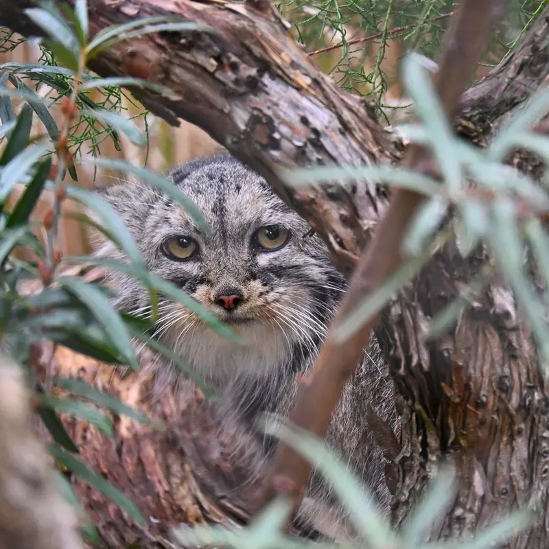 A photograph of Prinsessa in Prague Zoo