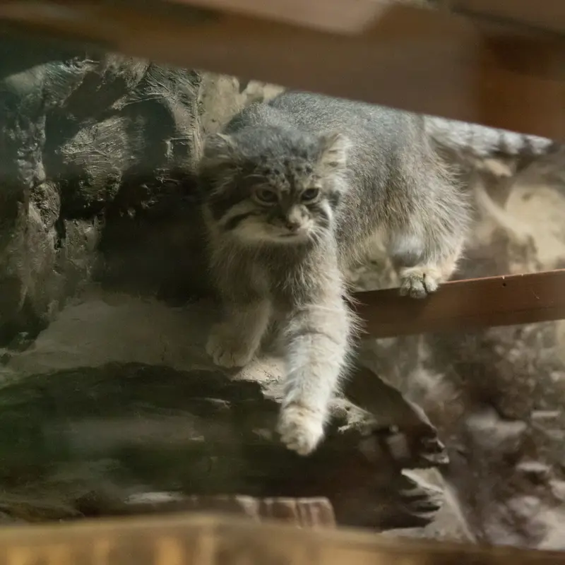 A photograph of Klyon in Ueno Zoological Gardens