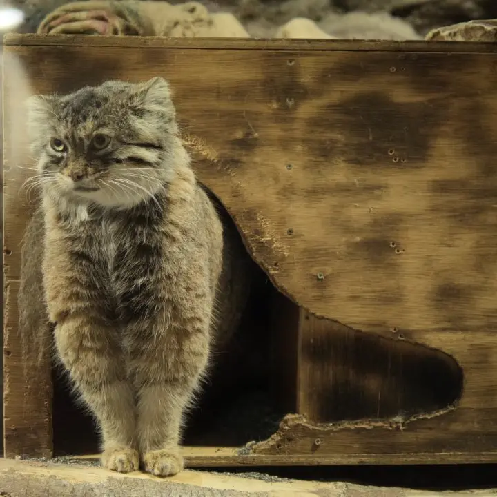 A photograph of a Pallas's cat in Ueno Zoological Gardens