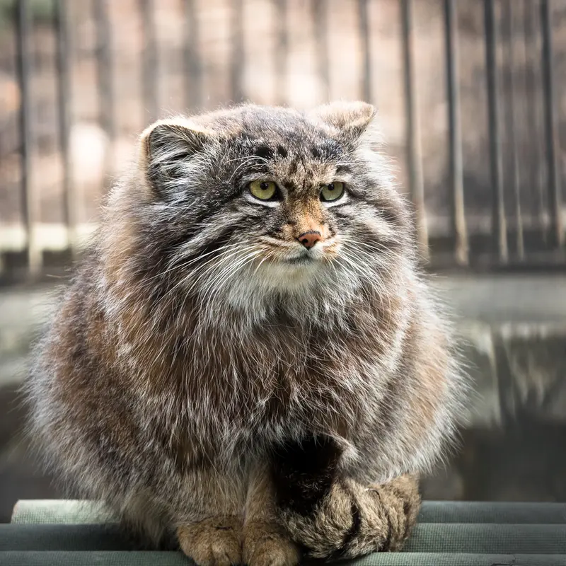 A photograph of Grey in Novosibirsk Zoo