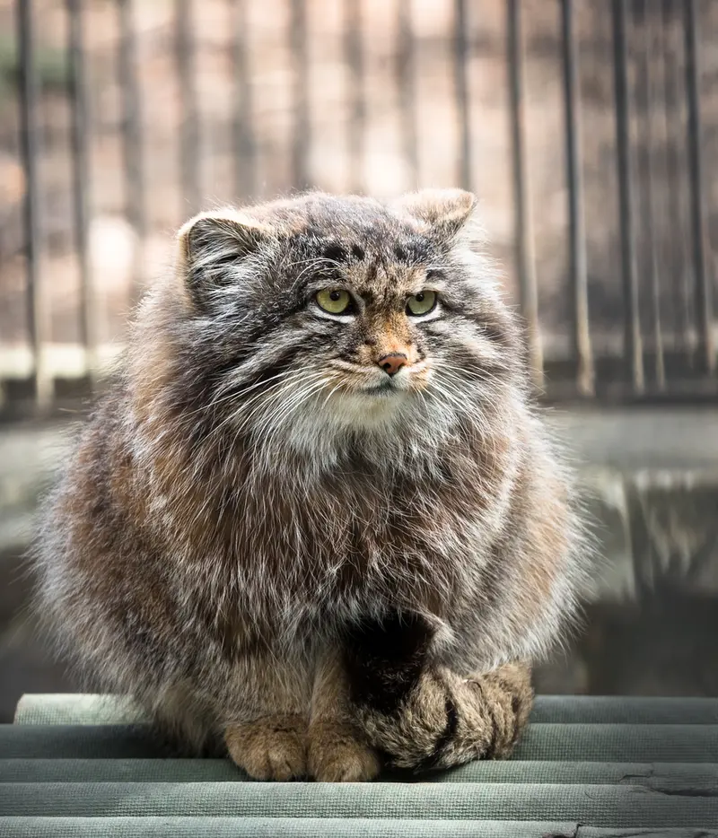 A photograph of Grey in Novosibirsk Zoo