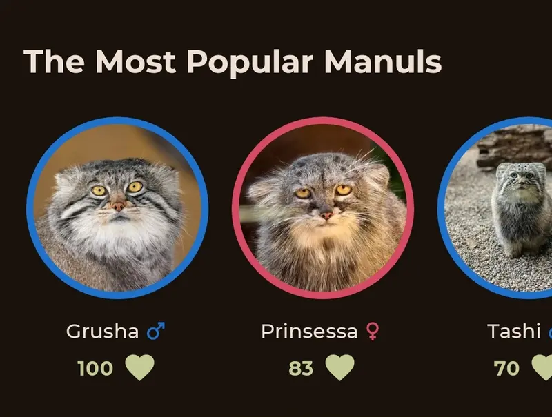 A photograph of a Pallas's cat