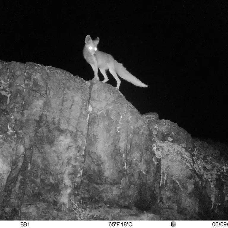 A photograph of Red fox from Aktas-Kunkora [new] camera trap