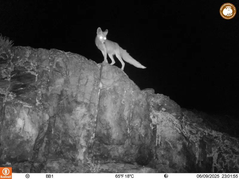 A photograph of Red fox from Aktas-Kunkora [new] camera trap