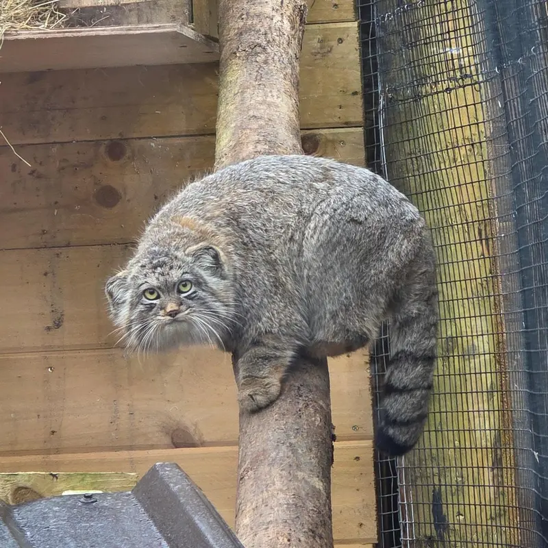 A photograph of Altai in The Lakeland Wildlife Oasis