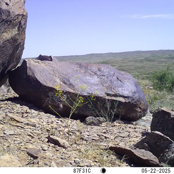 A photograph of Kazakh pika from Koshkar camera trap