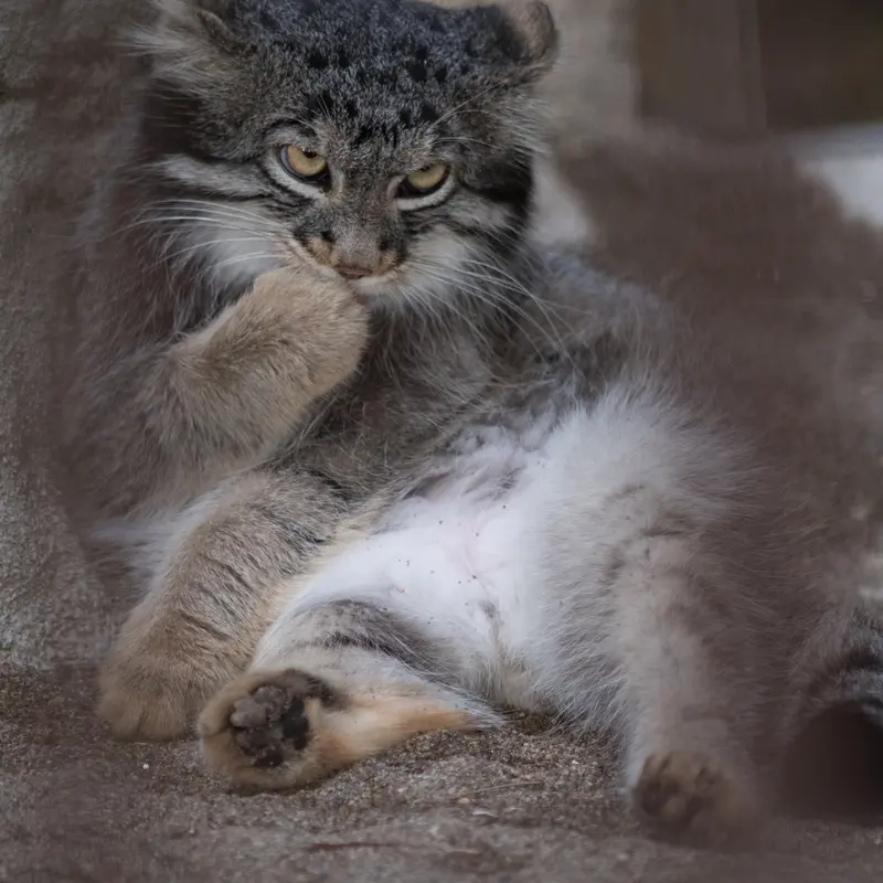 A photograph of Figa in Nogeyama Zoo