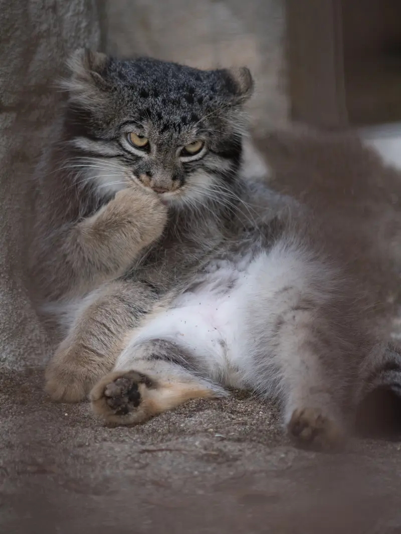 A photograph of Figa in Nogeyama Zoo