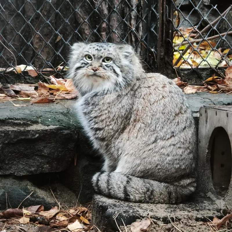 A photograph of Ruf in Novosibirsk Zoo
