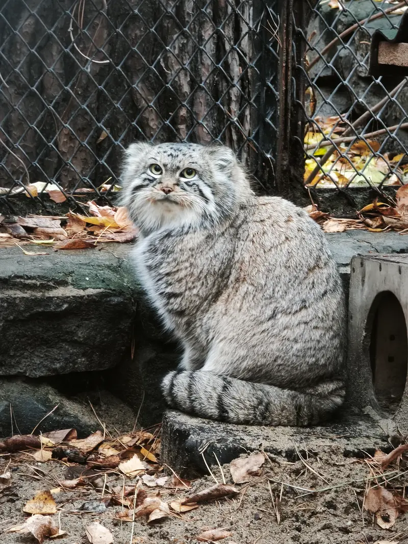 A photograph of Ruf in Novosibirsk Zoo