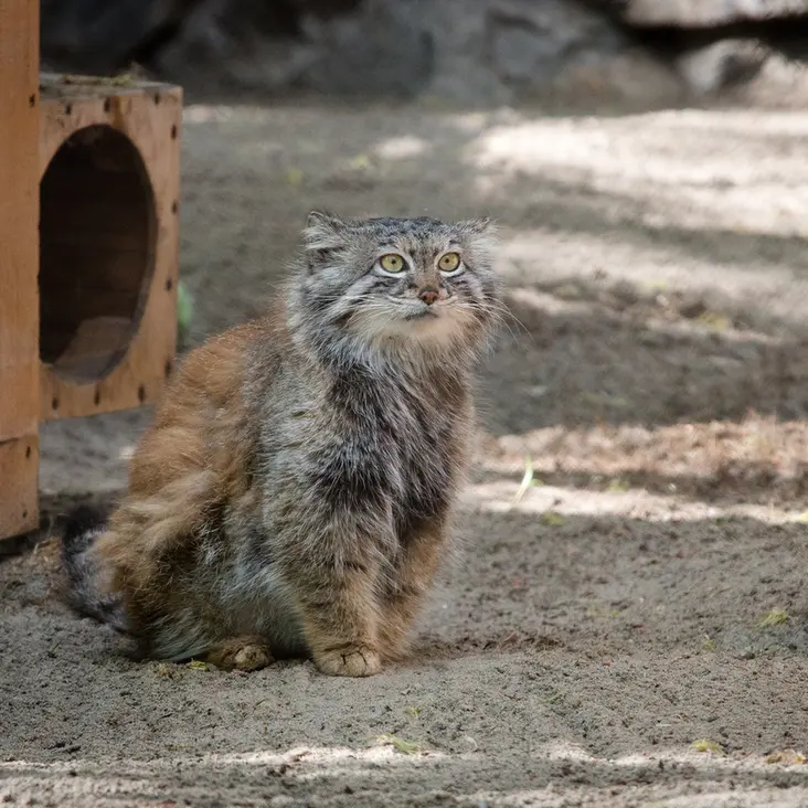A photograph of Snezhana in Novosibirsk Zoo