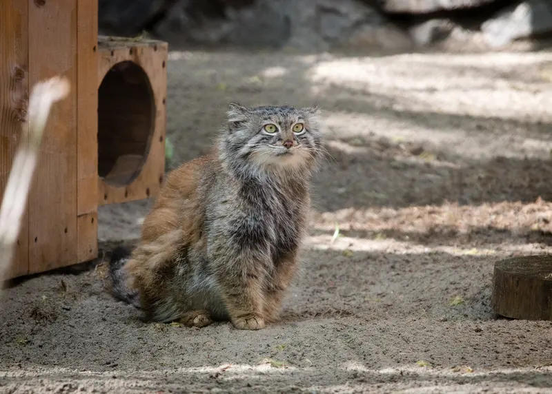 A photograph of Snezhana in Novosibirsk Zoo