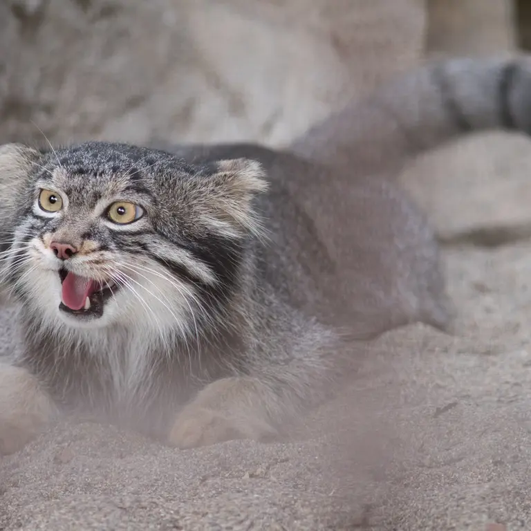 A photograph of Figa in Nogeyama Zoo