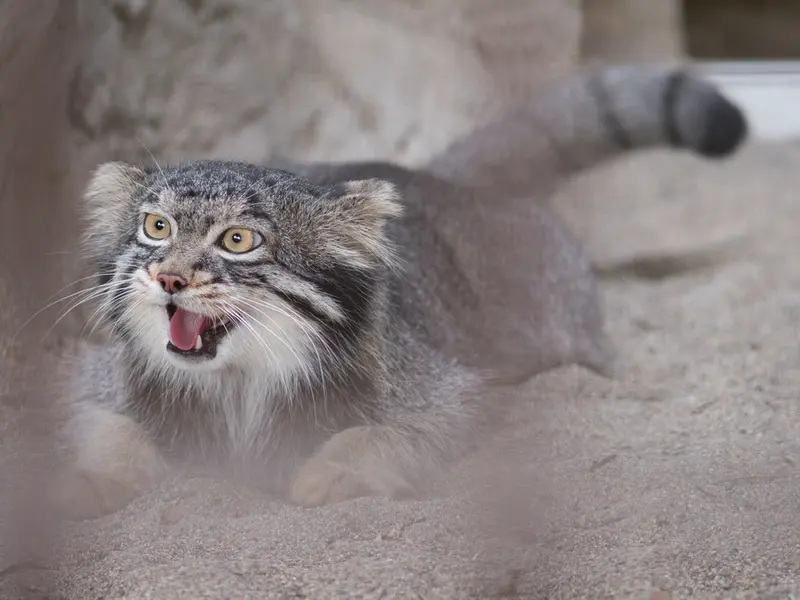 A photograph of Figa in Nogeyama Zoo
