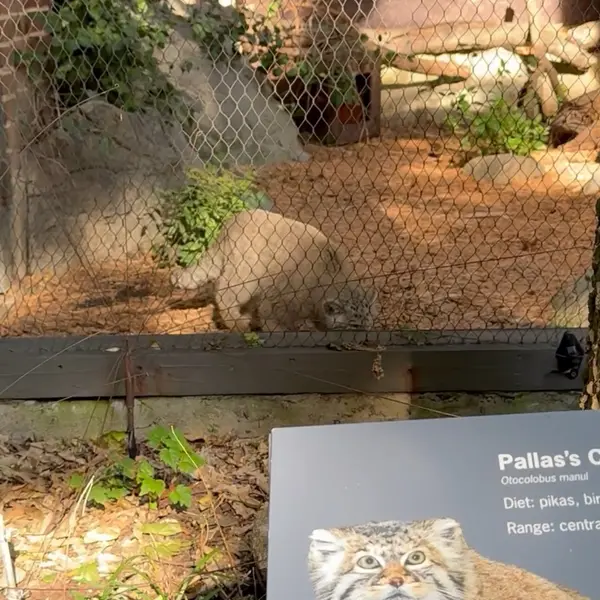 A photograph of Sarnai and Batu in Prospect Park Zoo