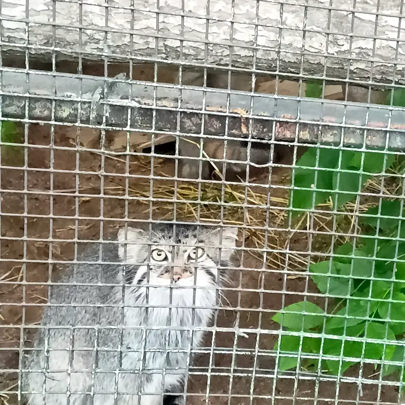 A photograph of a Pallas's cat