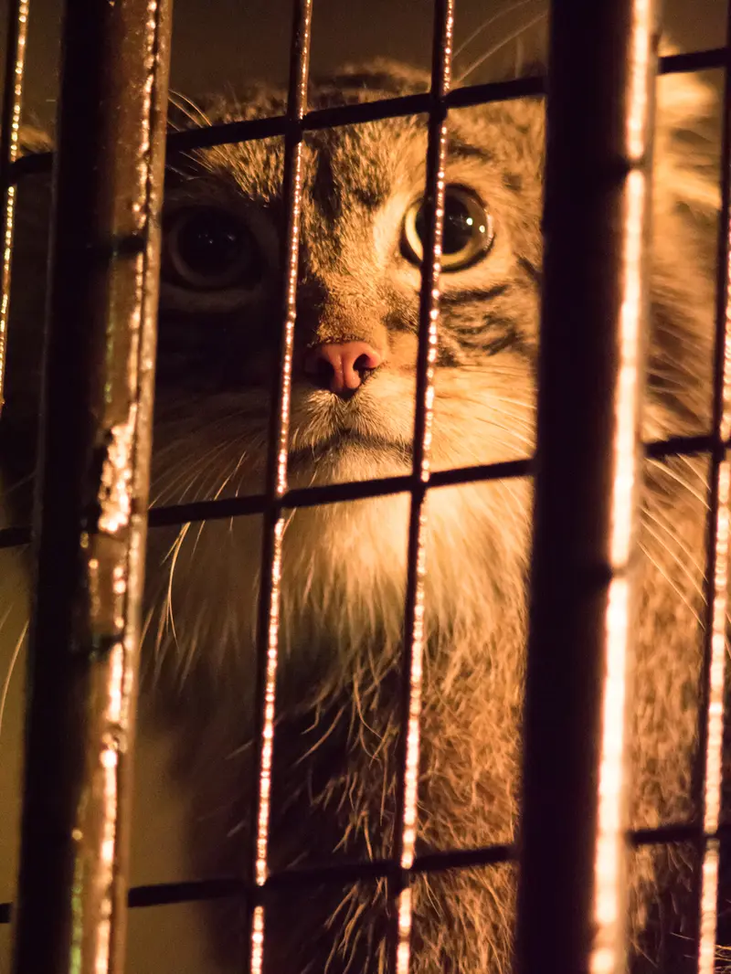 A photograph of Figa in Nogeyama Zoo