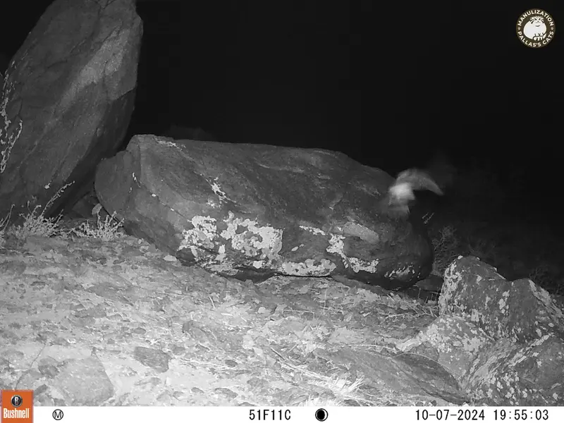 A photograph of a Pallas&#039;s cat from Koshkar camera trap