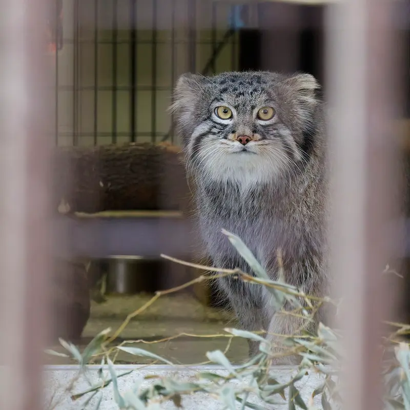 A photograph of Figa in Nogeyama Zoo