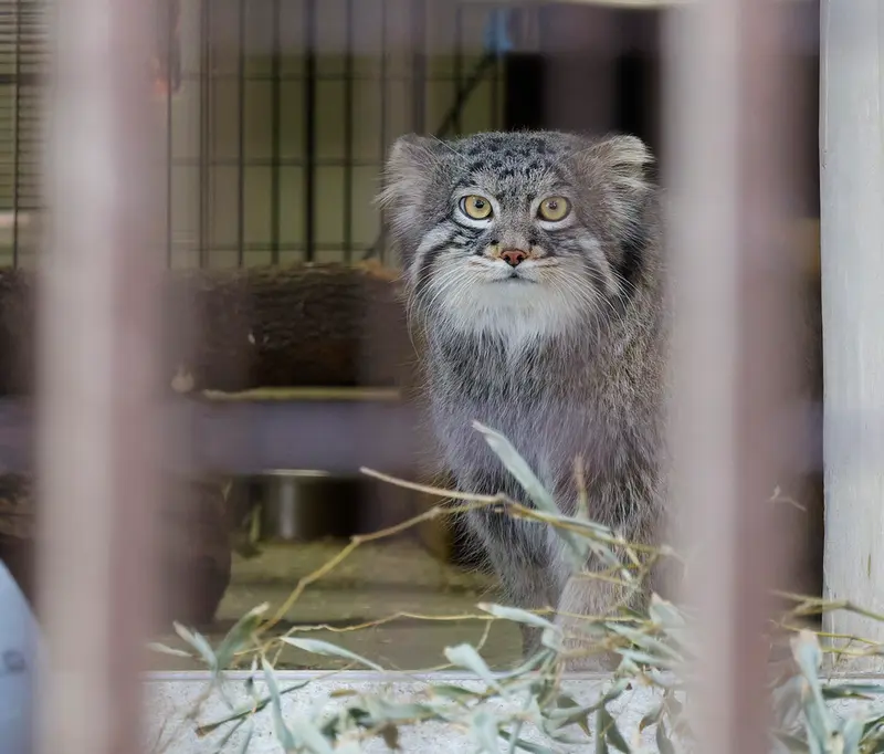 A photograph of Figa in Nogeyama Zoo