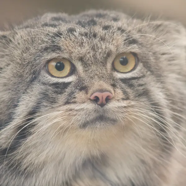 A photograph of Nar in Kobe Animal Kingdom
