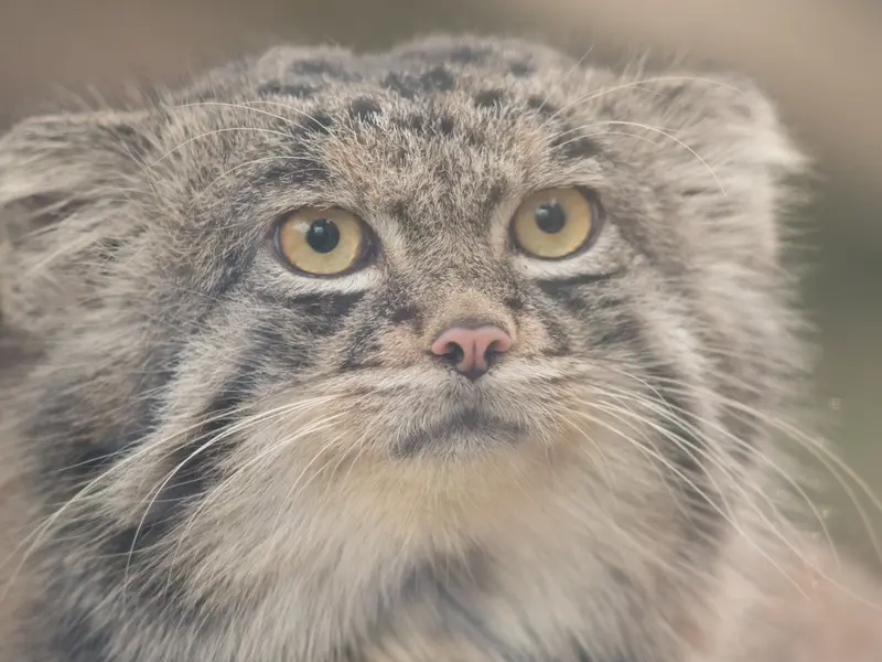 A photograph of Nar in Kobe Animal Kingdom