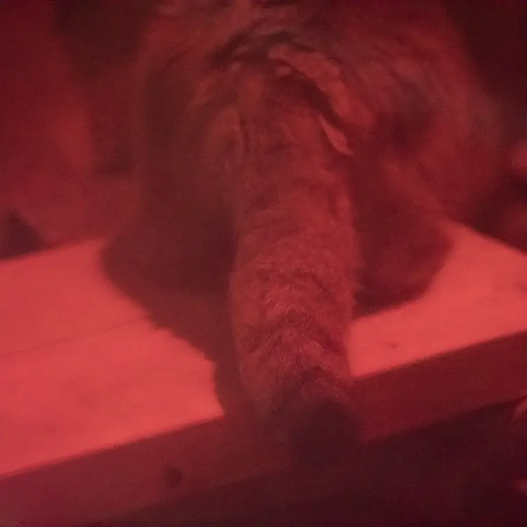 A photograph of Naim in Ueno Zoological Gardens