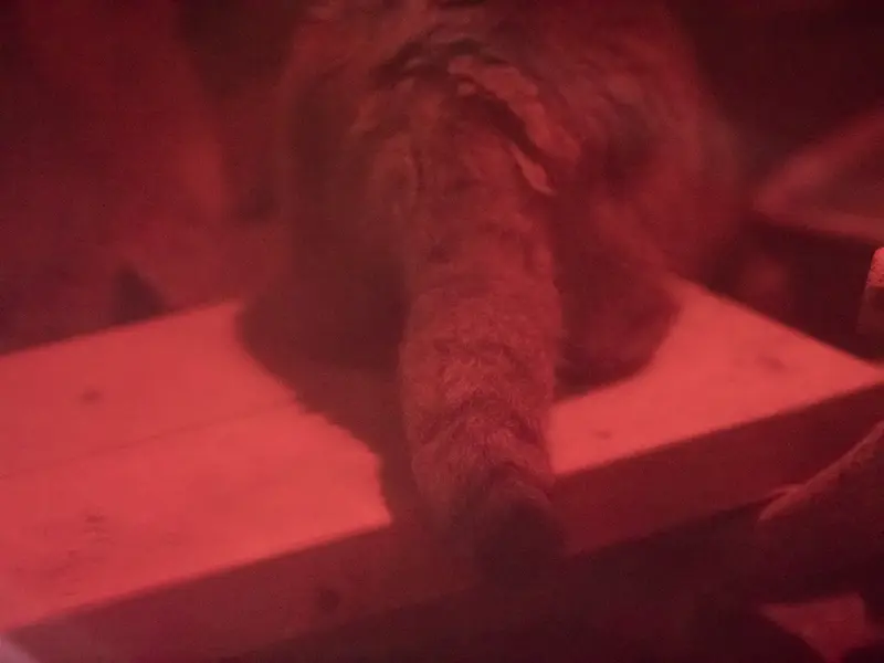 A photograph of Naim in Ueno Zoological Gardens